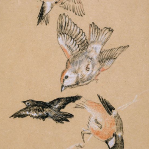 Birds in Flight